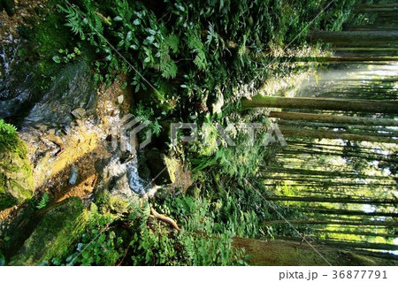 毛呂山の宿谷川・宿谷の滝 36877791