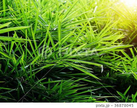 Green bamboo leaves with light. Green bamboo leaves with light. 36878045