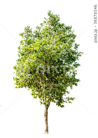 Tree alone or single on isolate white background Tree alone or single on isolate white background 36878546