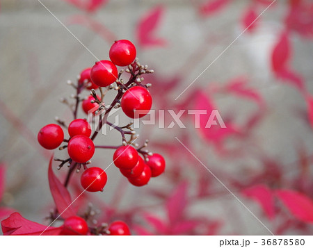 ナンテンの実と紅葉 36878580