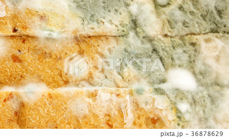 Close up of bread has a fungus. 36878629