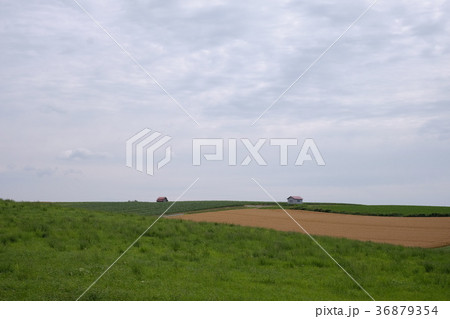 夏 36879354