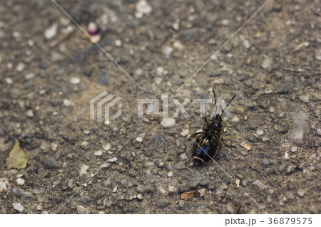 アムールシロヘリナガカメムシ(腹側) アムールシロヘリナガカメムシ(腹側) 36879575