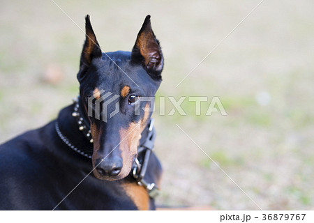 森の中のドーベルマン 36879767