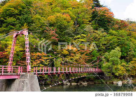 吊り橋　秋田県　法体の滝 36879908
