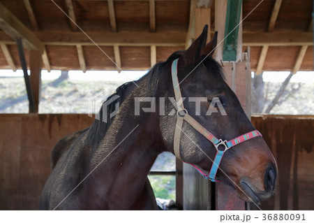 黒毛の馬 黒毛の馬 36880091