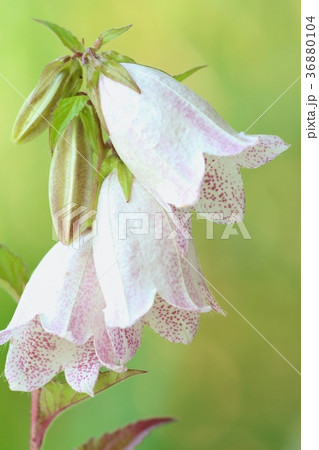 野草 ホタルブクロ 白い花 初夏の写真素材