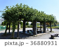 公園の風景 36880931