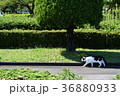 野良猫の公園散歩 36880933