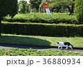 野良猫の公園散歩 36880934