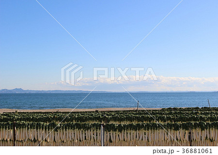 冬の三浦海岸 36881061