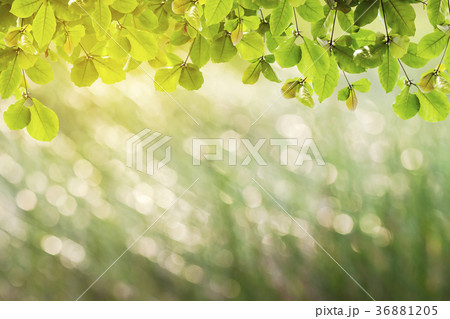 Beautiful green Leaves and sun light Beautiful green Leaves and sun light 36881205