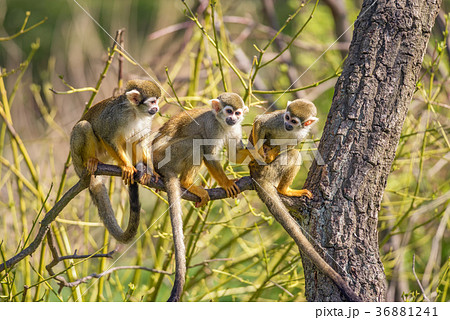 Common squirrel monkeys on a tree branch 36881241