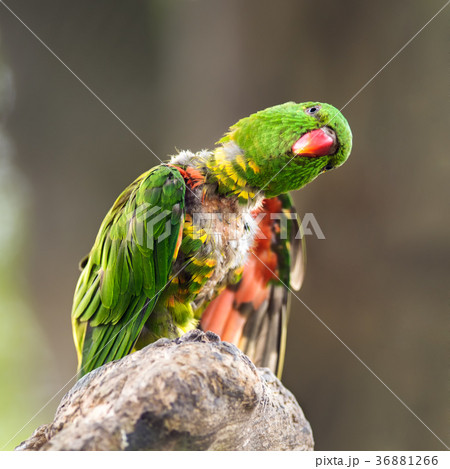 Portrait of  scaly-breasted lorikeet 36881266