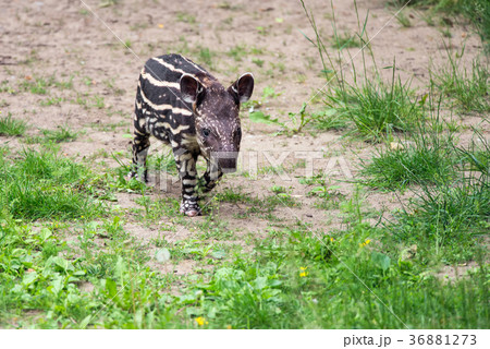 Baby of the endangered South American tapir 36881273