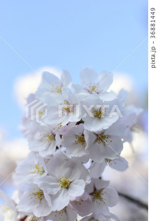 桜（さくら・サクラ）のイメージ 36881449