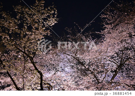 桜（さくら・サクラ）のイメージ 36881454