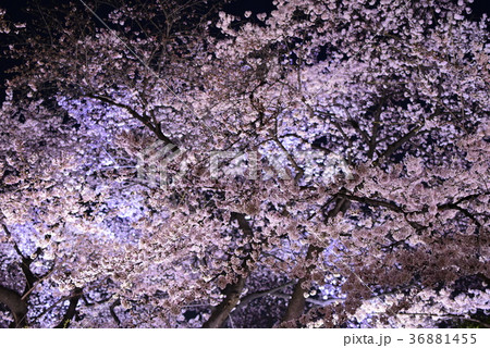 桜（さくら・サクラ）のイメージ 36881455