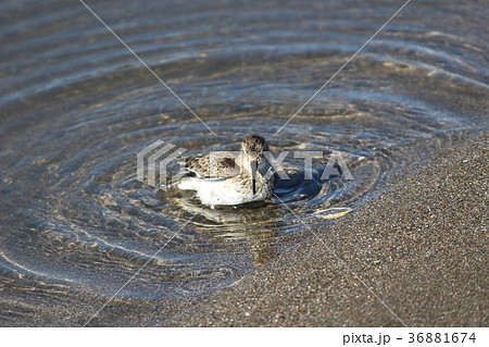 ハマシギ　：　三浦海岸 36881674