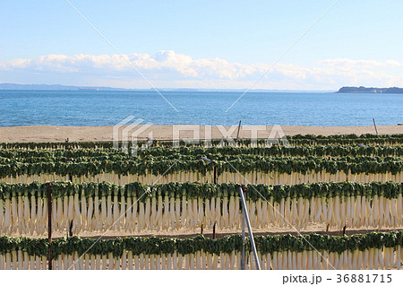 冬の三浦海岸 36881715