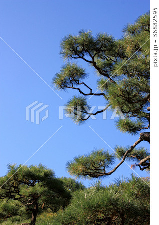松と青い空 松と青い空 36882595