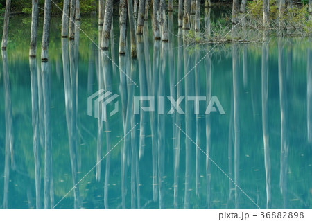 美瑛青い池 美瑛青い池 36882898