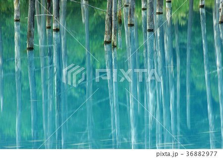 美瑛青い池 美瑛青い池 36882977