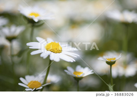 花のイメージ 花のイメージ 36883026