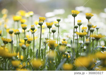 花のイメージ 花のイメージ 36883027