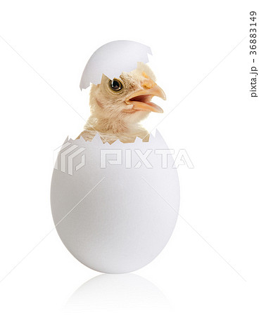 egg egg 36883149