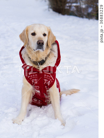 Golden retriever dog wearing warm red coat. 36883229