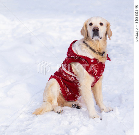 Adorable golden retriever dog in christmas coat. 36883246