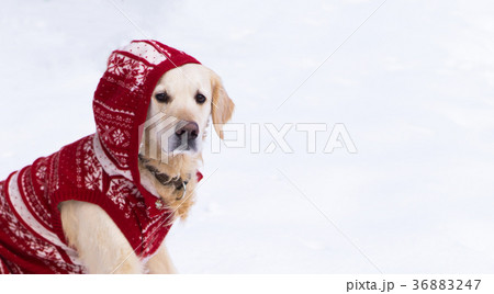 Adorable golden retriever dog in christmas coat. Adorable golden retriever dog in christmas coat. 36883247