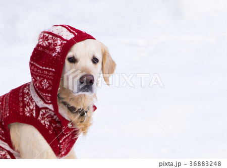 Adorable golden retriever dog in red warm coat. Adorable golden retriever dog in red warm coat. 36883248