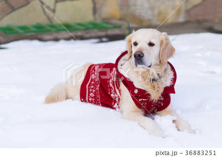 Adorable golden retriever dog in red warm coat. Adorable golden retriever dog in red warm coat. 36883251