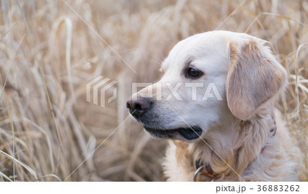 Adorable golden retriever dog in a field outdoor. Adorable golden retriever dog in a field outdoor. 36883262