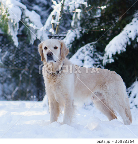 Adorable golden retriever dog 36883264