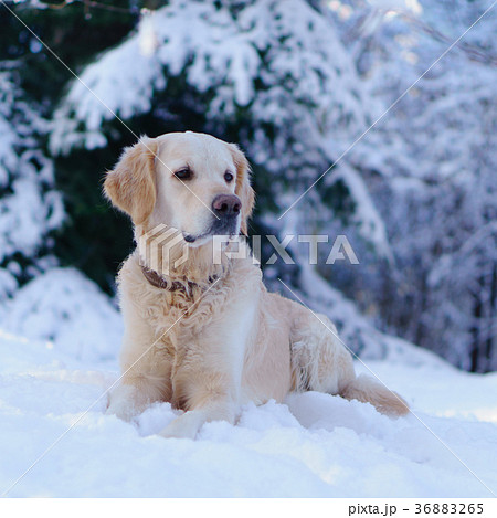 Adorable golden retriever dog 36883265