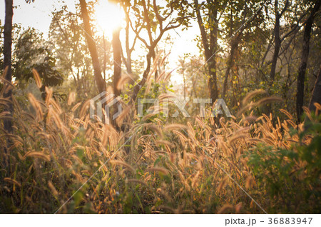 Poaceae, grass flower in sun light Poaceae, grass flower in sun light 36883947