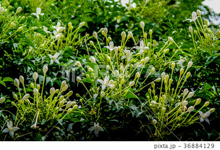 Cluster of White Flowers of the Cork Tree 36884129