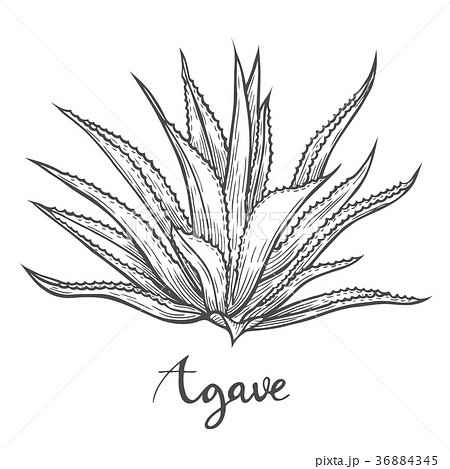 Hand drawn blue agave 36884345