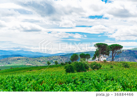 Landscape with green field Landscape with green field 36884466