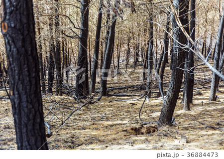 Burned forest in the mountains Burned forest in the mountains 36884473