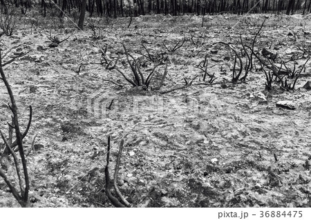 Burned forest in the mountains Burned forest in the mountains 36884475