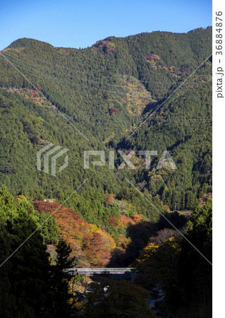 秋の御岳渓谷　遠景の神路橋 36884876