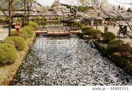 桜 散る 花筏 はないかだ 花びら ソメイヨシノ 春 季節 日本 水面 浮かぶ ピンクの写真素材
