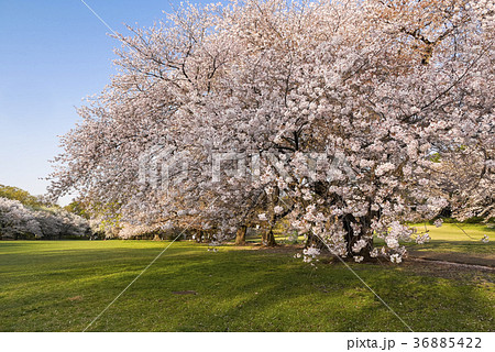 夕暮の光と桜の花 36885422