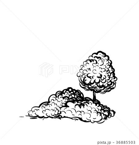 Tree and shrubs on white background hand drawn Tree and shrubs on white background hand drawn 36885503