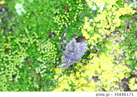 昆虫 カメムシ 亀虫 自然 虫 かめむし 苔 木 湿気の写真素材 36886173 Pixta