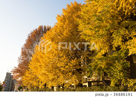 慶應病院の銀杏並木 36886191